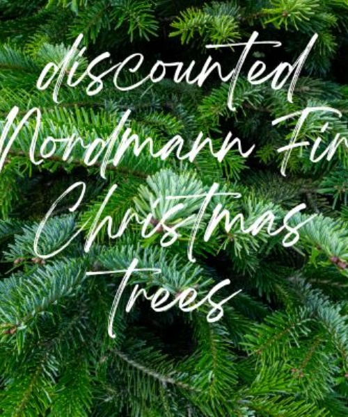 Discounted Nordmann Fir Trees